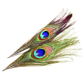 Superfly Peacock Eyes