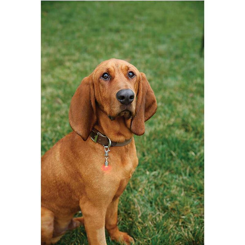 Pet Safety Light image number 1