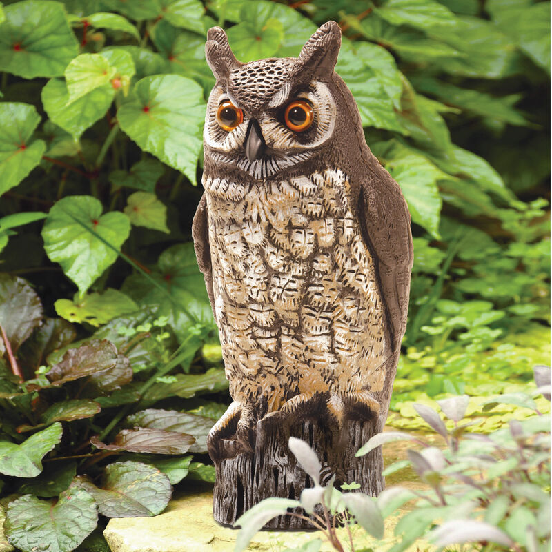 Great Horned Owl with Stationary Head image number 2