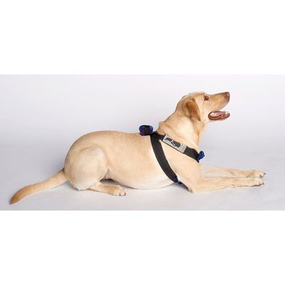 Blue Canine Travel Safe Harness, Small 2