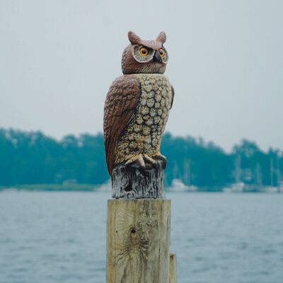 Great Horned Owl With Moving Head