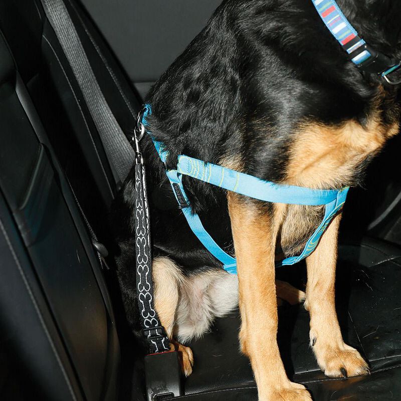 Pet Seat Belt Tether image number 4