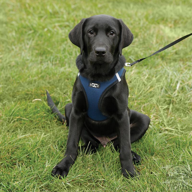 Large Blue Harness image number 2