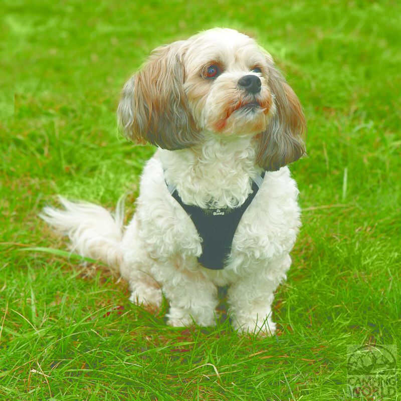 Large Black Harness image number 2