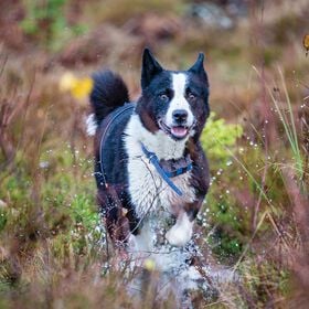 Garmin T5 Dog Device Tracking Collar